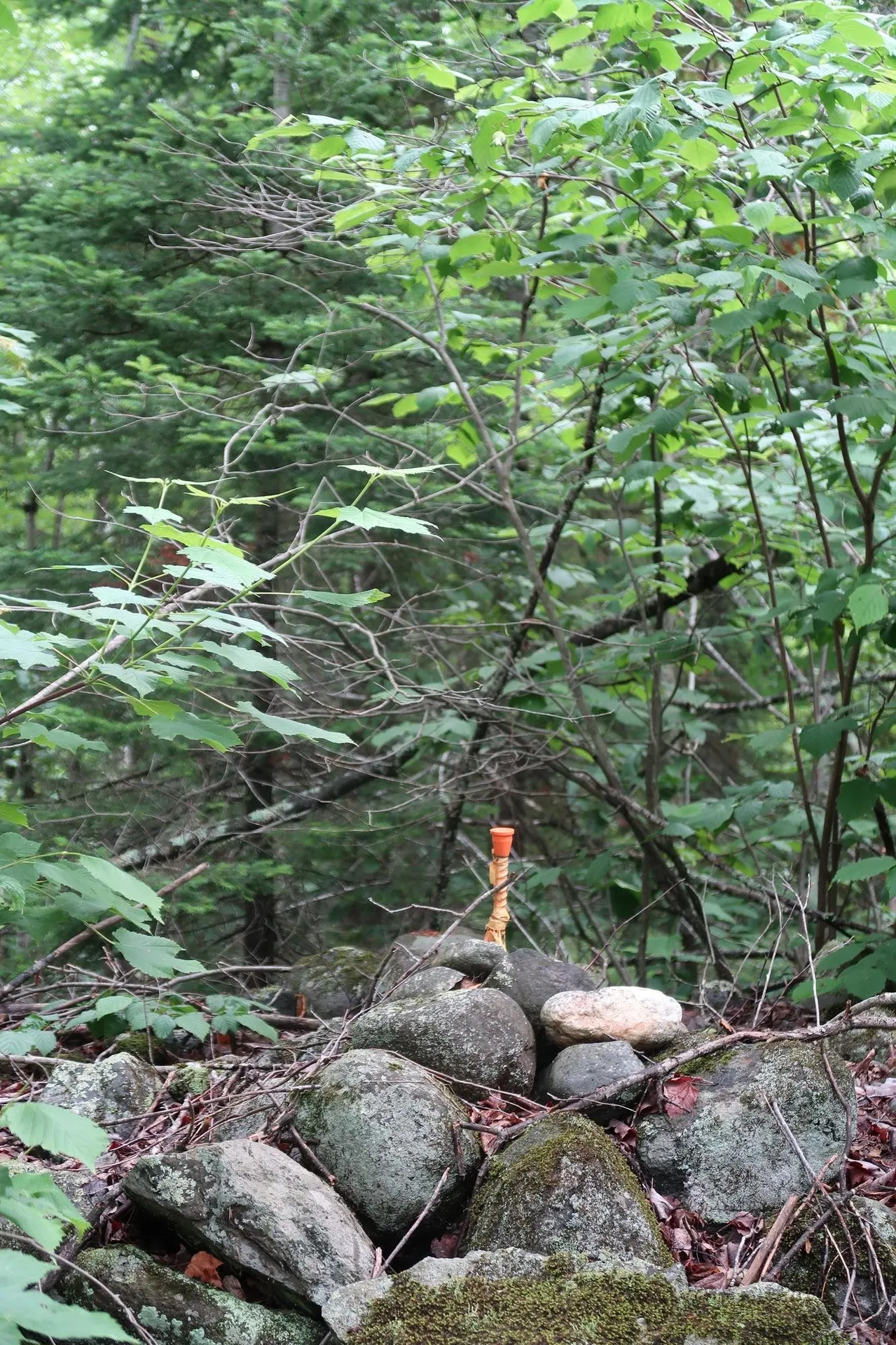 Tbd Easton Road Sugar Hill NH 03586