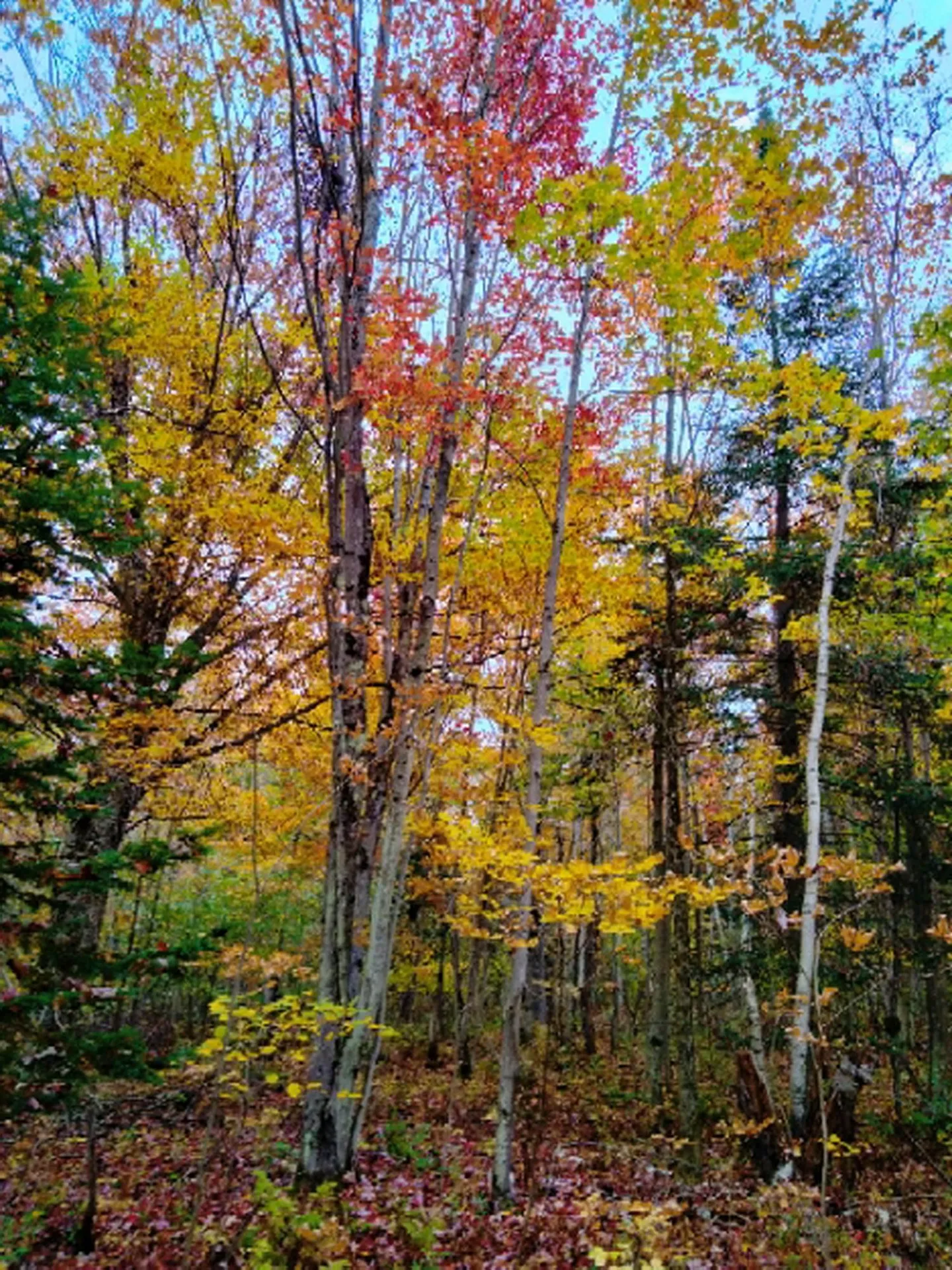 Tbd Easton Road Sugar Hill NH 03586