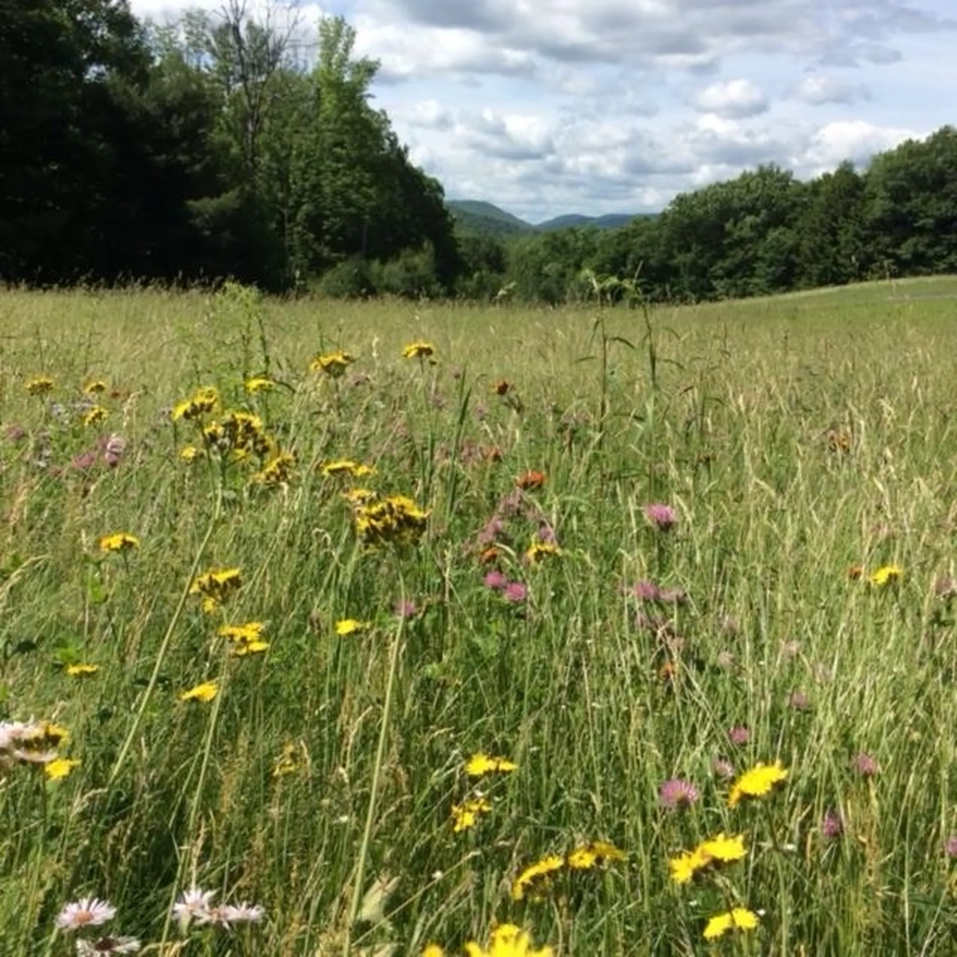275 Chester Road Grafton VT 05146
