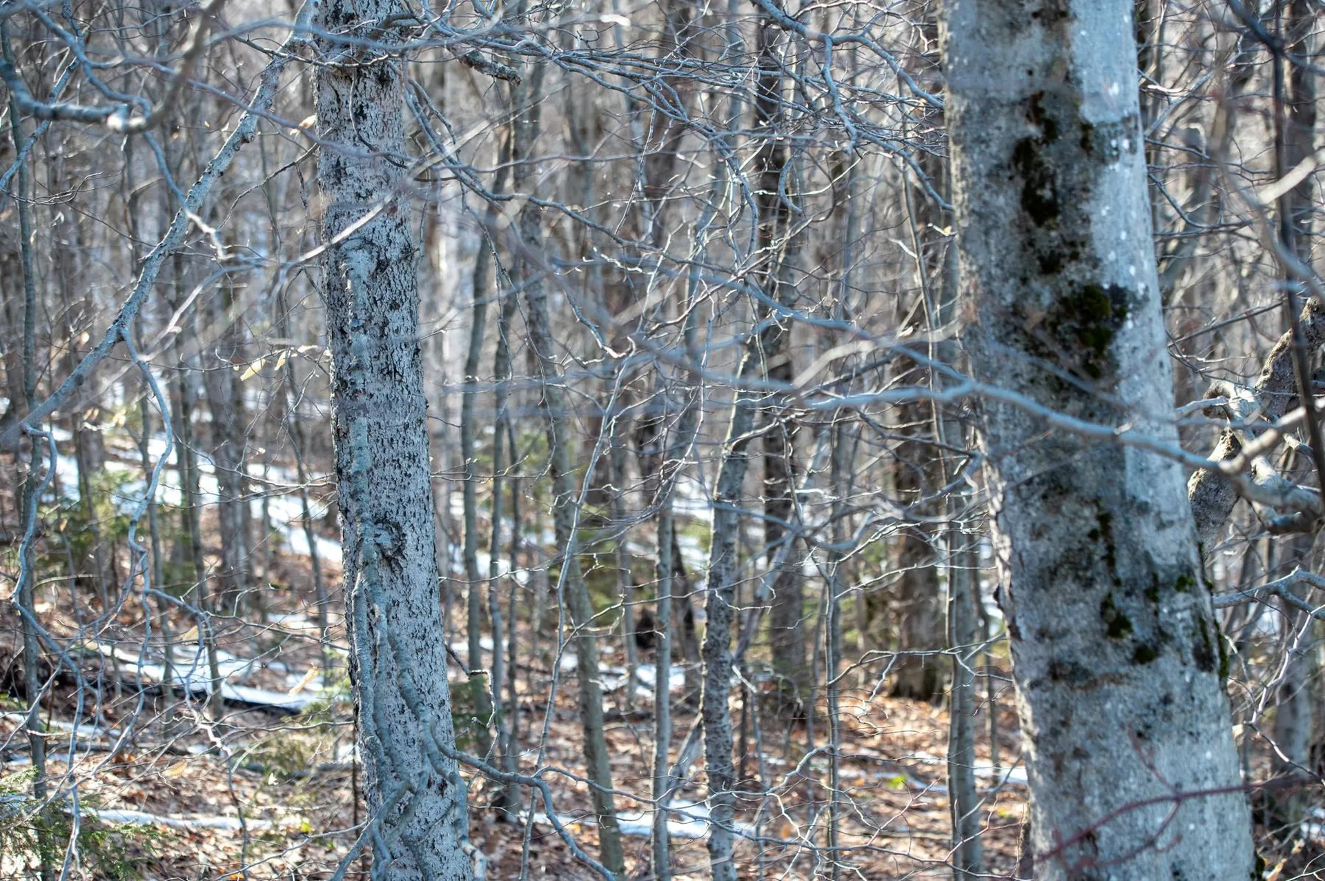 69 Benson Fuller Road Winhall VT 05340