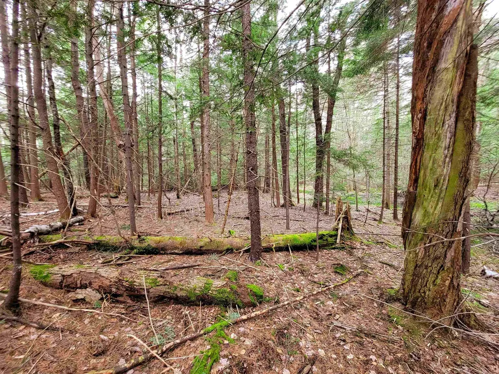 1124 Chapel Hill Road Whitingham VT 05361