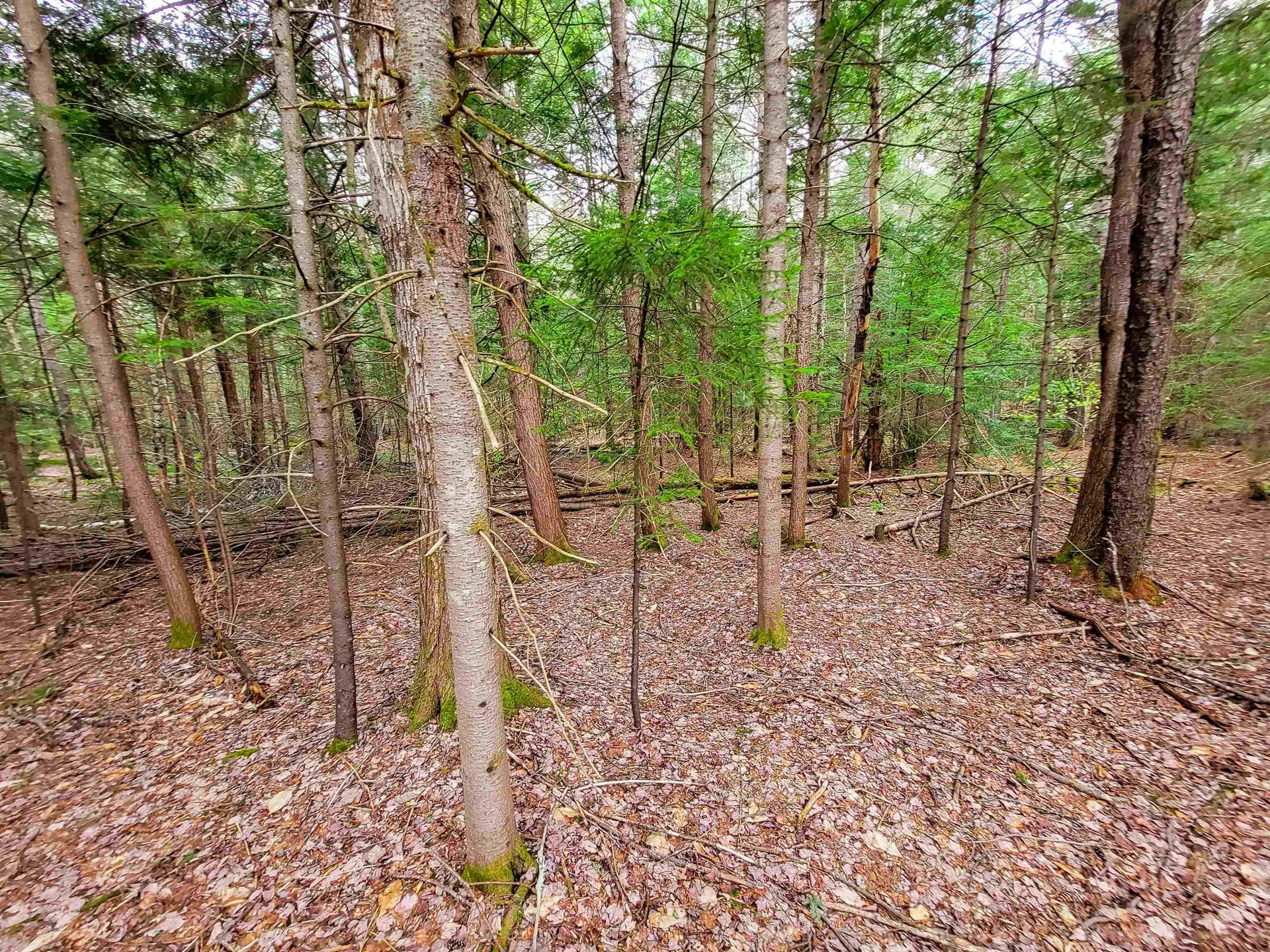 1124 Chapel Hill Road Whitingham VT 05361