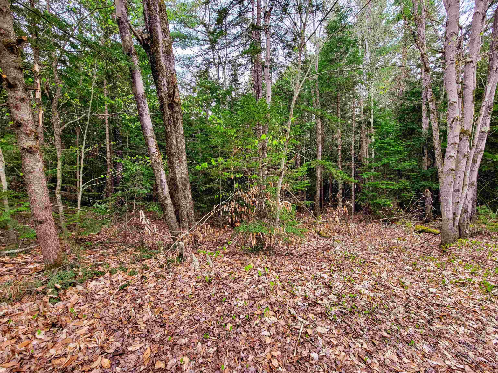1124 Chapel Hill Road Whitingham VT 05361