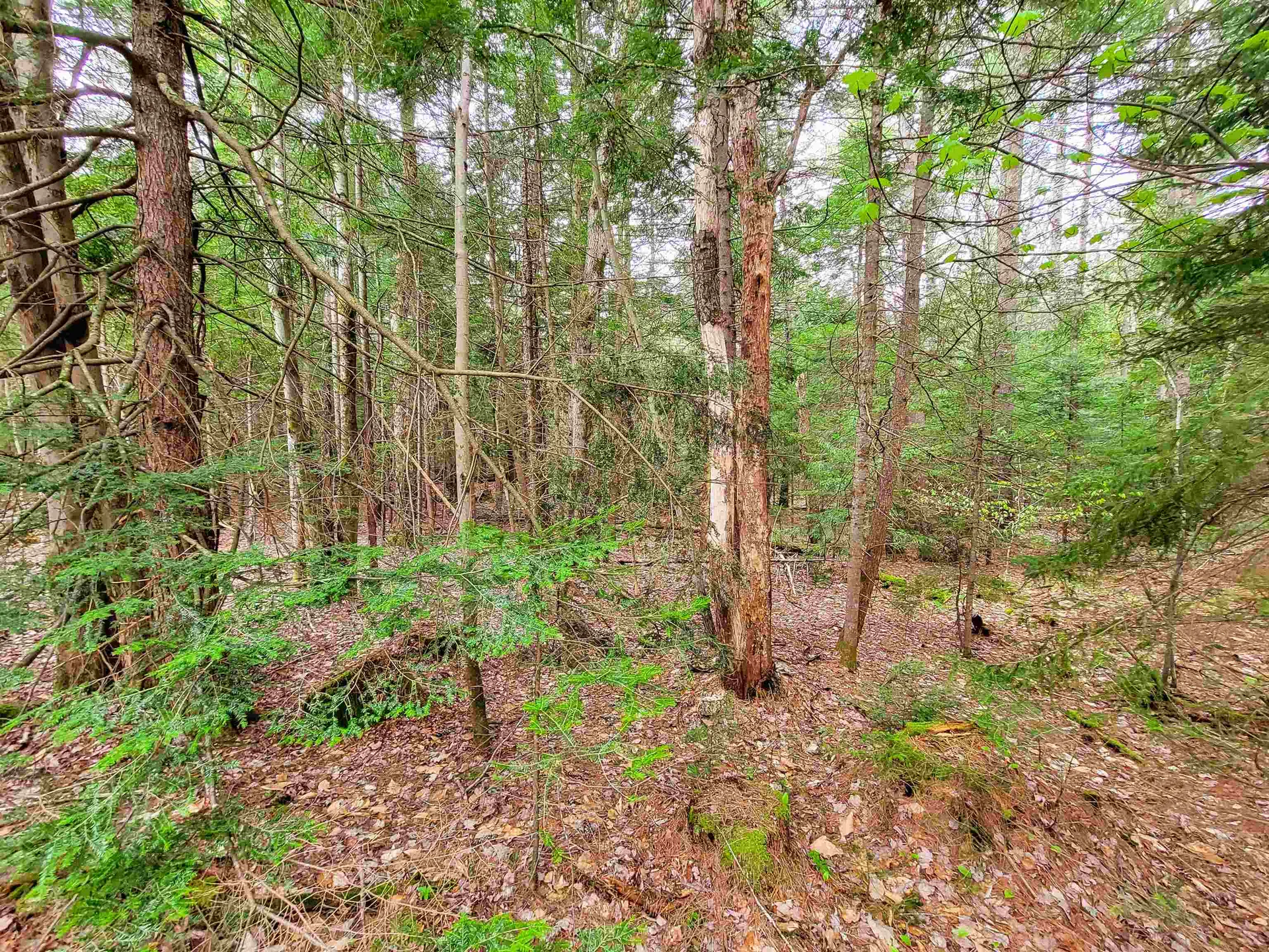 1124 Chapel Hill Road Whitingham VT 05361
