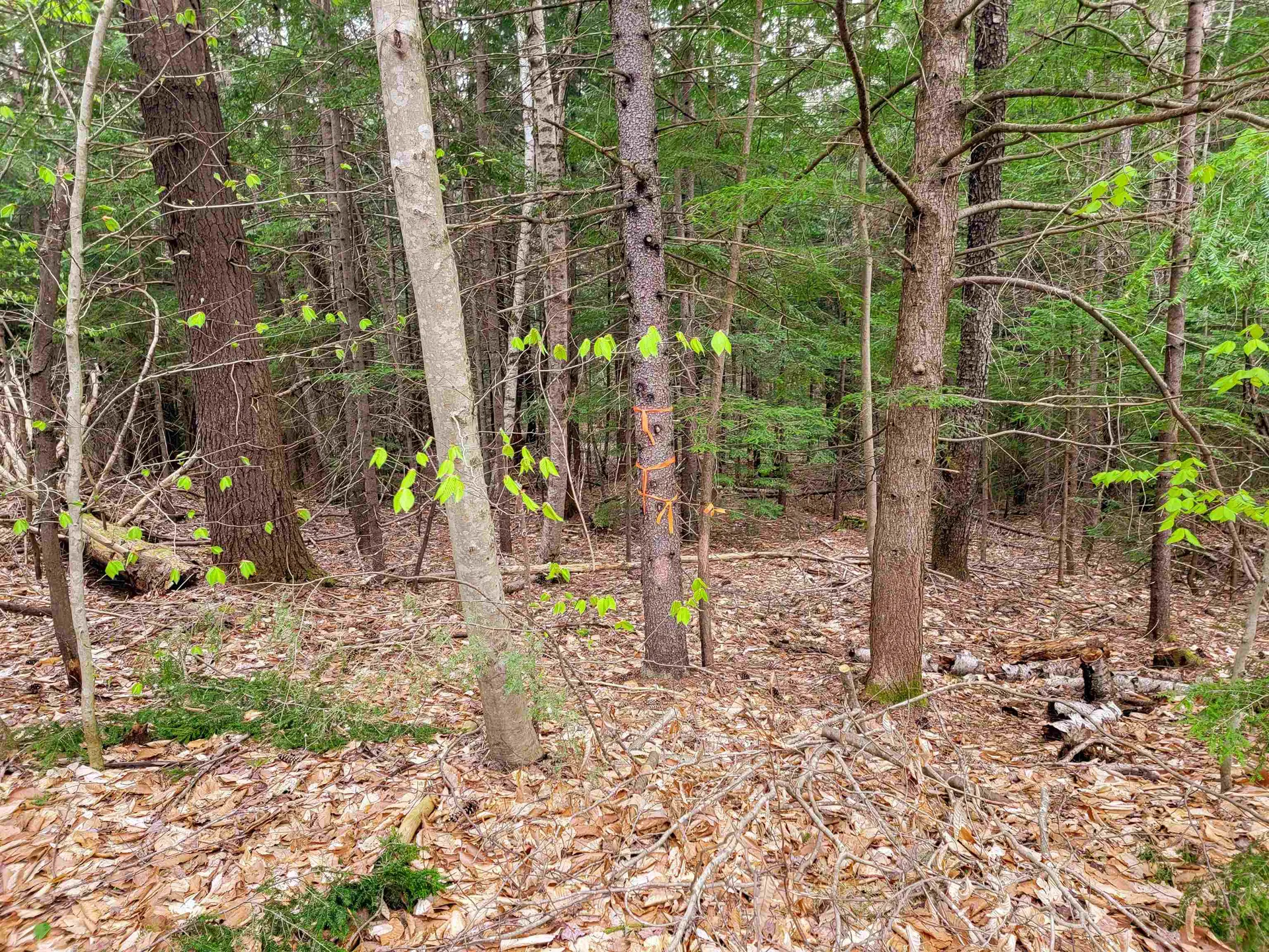 1124 Chapel Hill Road Whitingham VT 05361