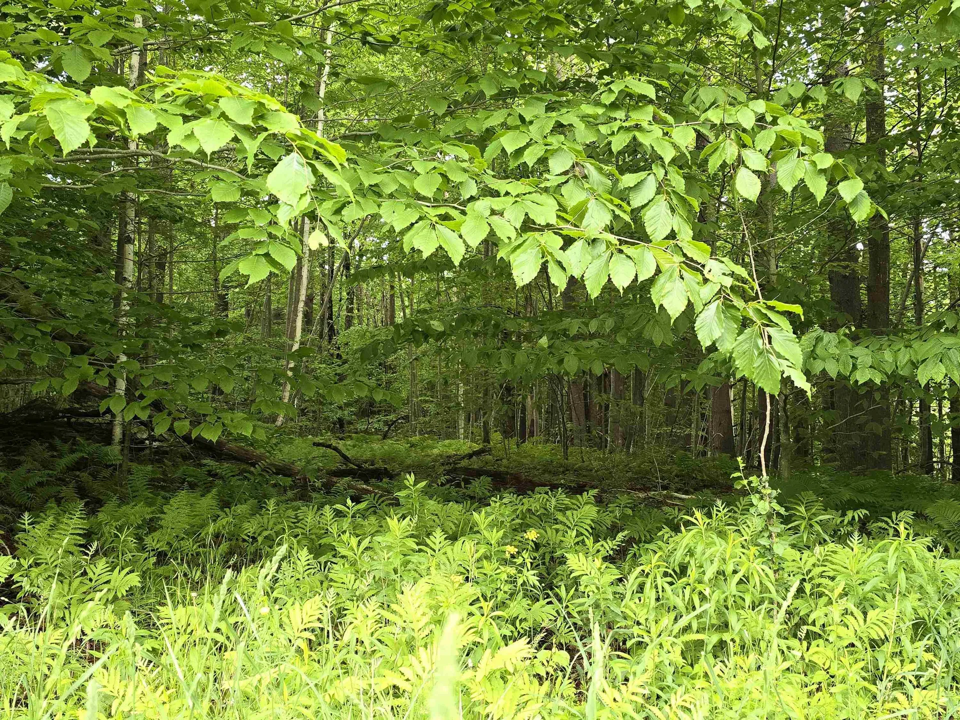 0 Sumner Road Stamford VT 05352