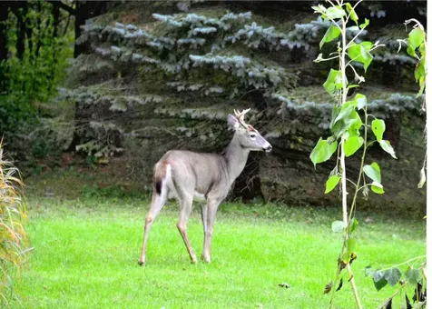 418 Barstow Road Shelburne VT 05482-6989