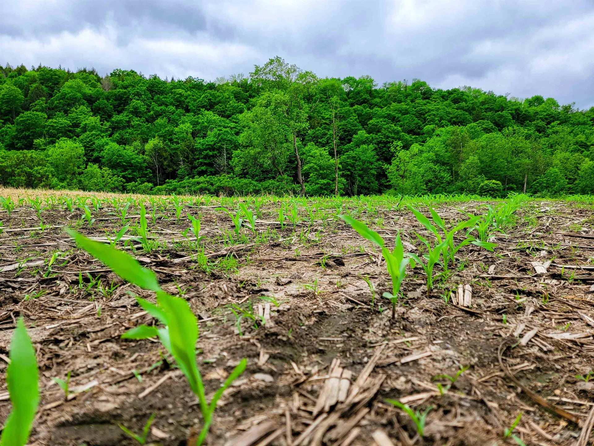 3851 Vt Route 12 Braintree VT 05060