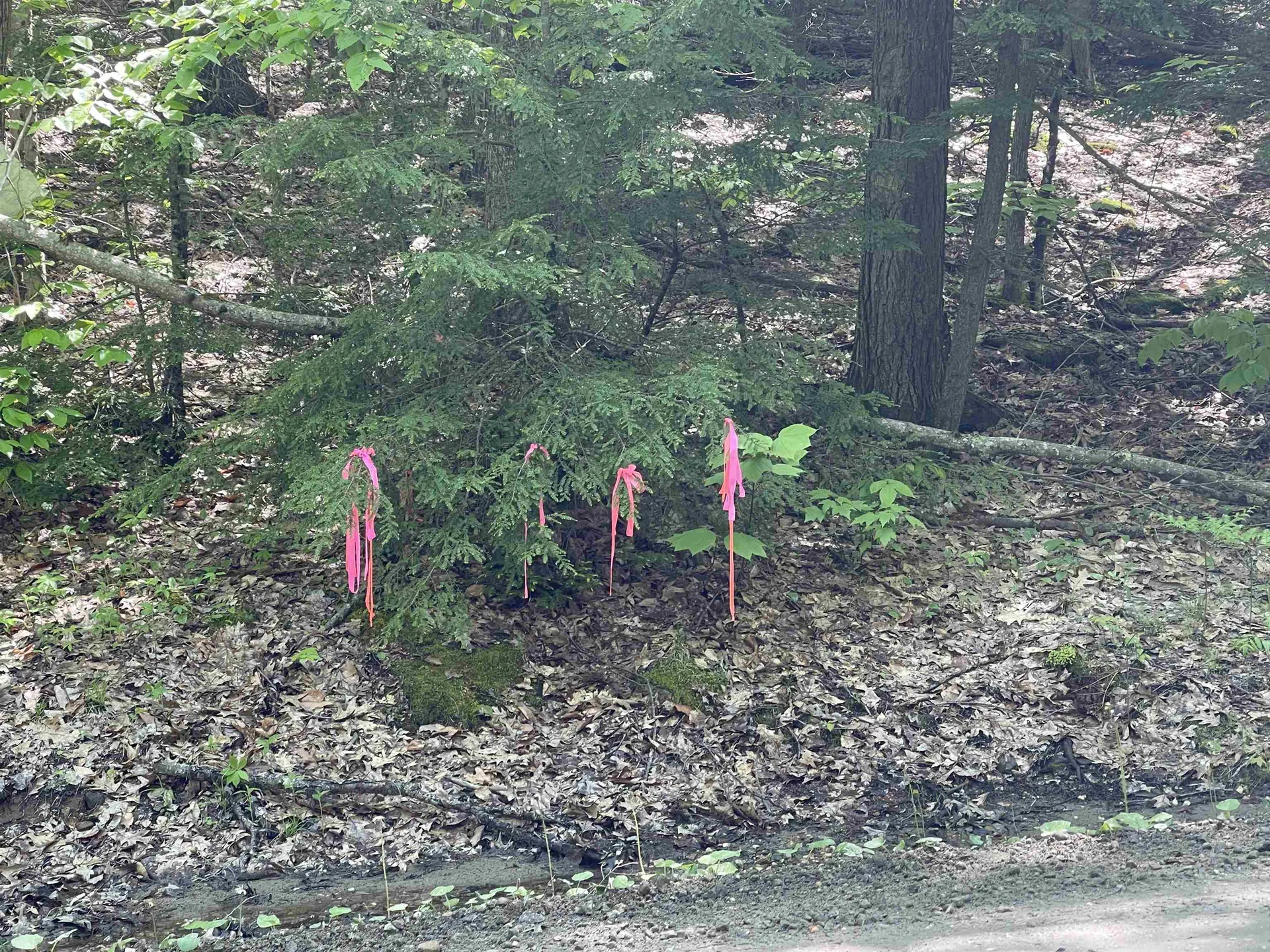 Fernwood Farms Road Canaan NH 03741