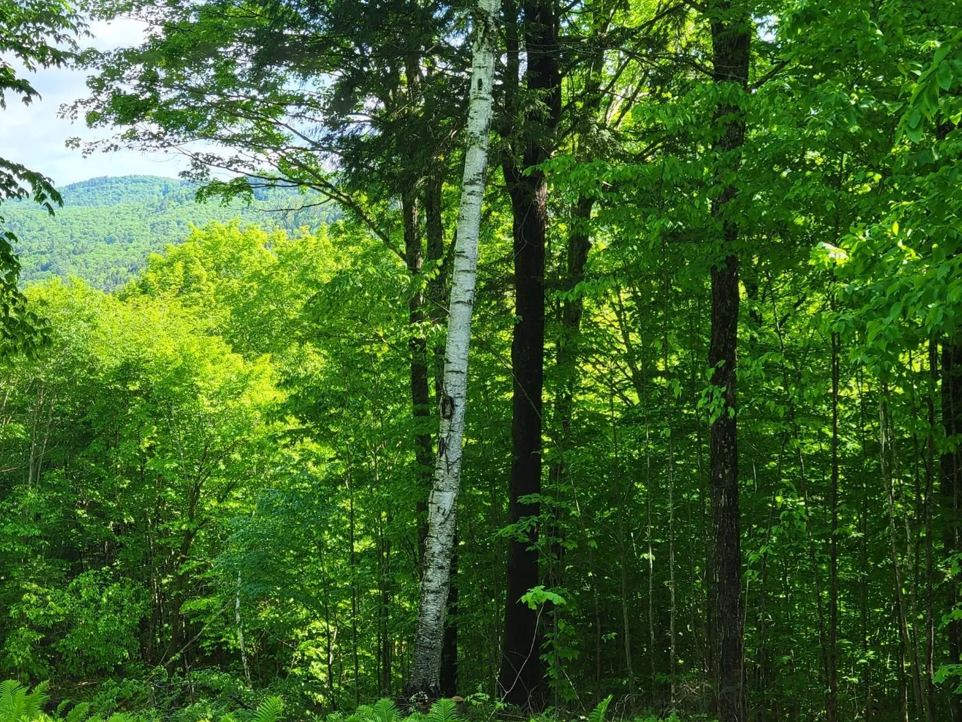 000 West Road Barnard VT 05031