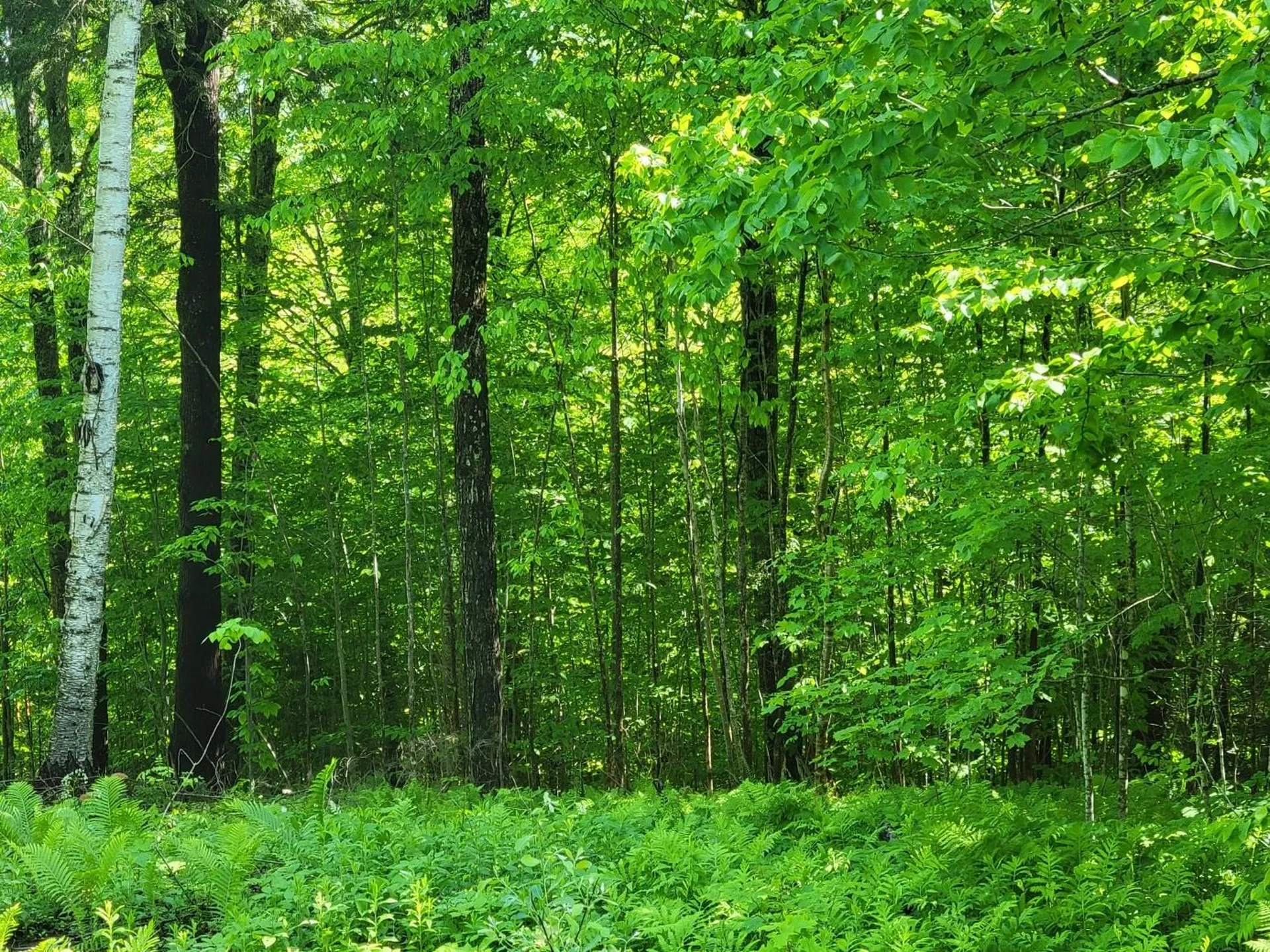 000 West Road Barnard VT 05031