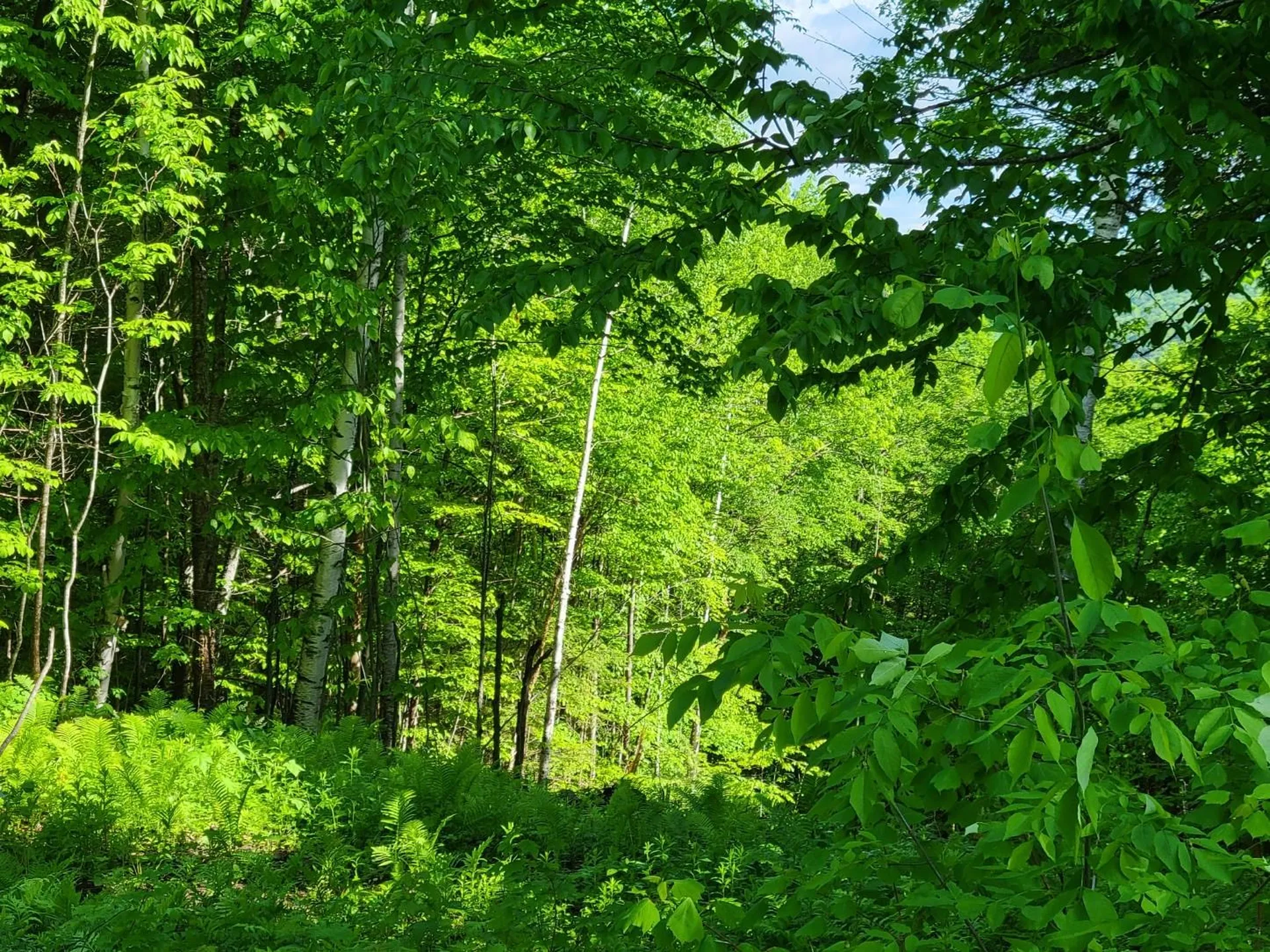 000 West Road Barnard VT 05031