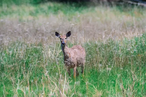 1333 Bullock Road Milton VT 05468