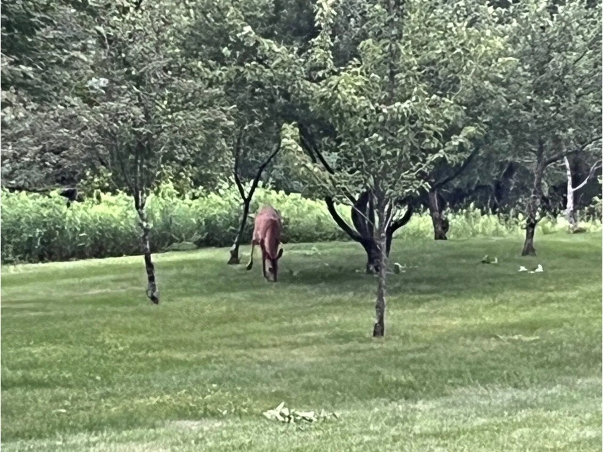 255 Upland Mowing Road Waterbury VT 05676