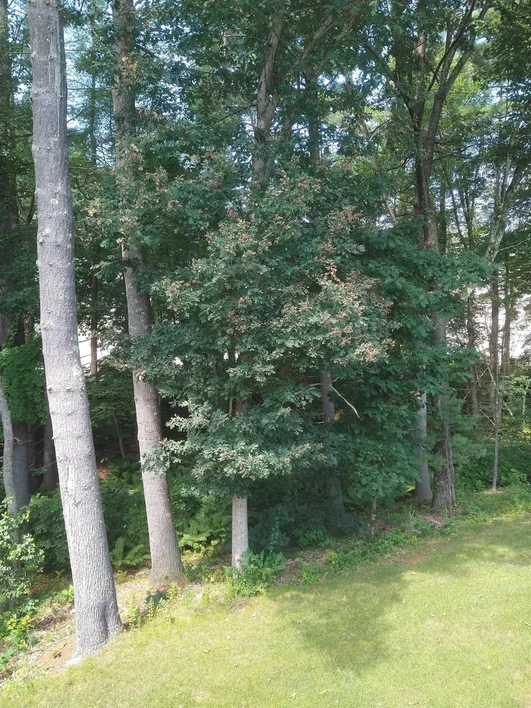 8 Serenity Lane Nashua NH 03062