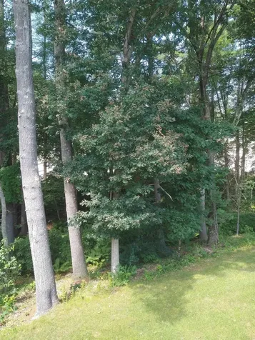 8 Serenity Lane Nashua NH 03062