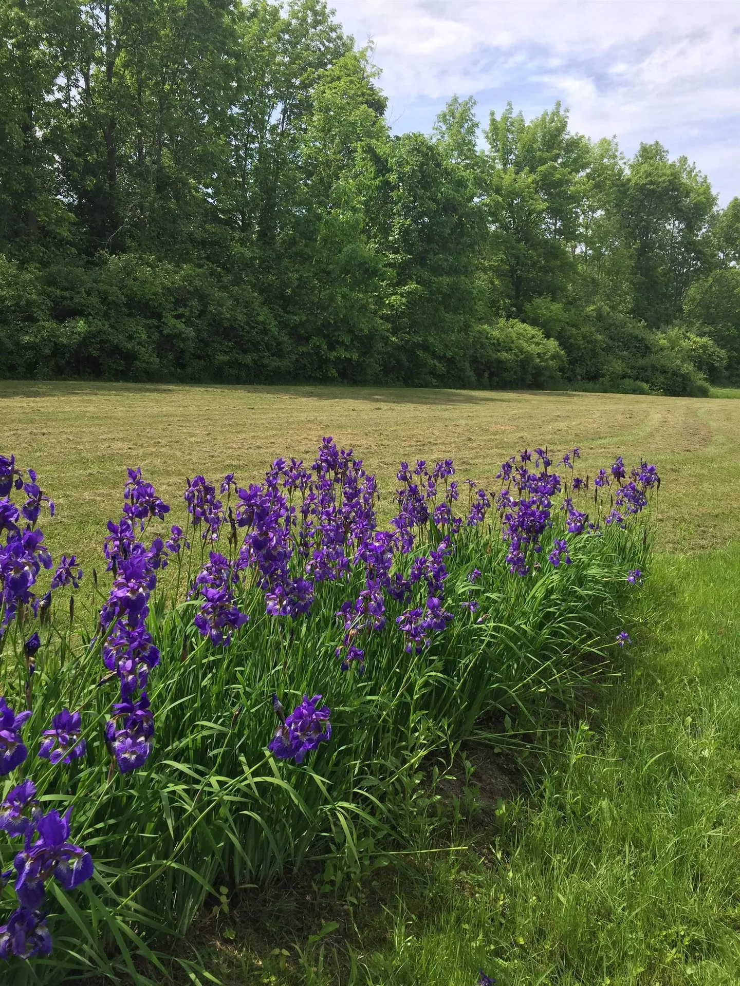 421 N. Bingham Street Cornwall VT 05753