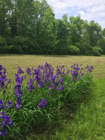 421 N. Bingham Street Cornwall VT 05753