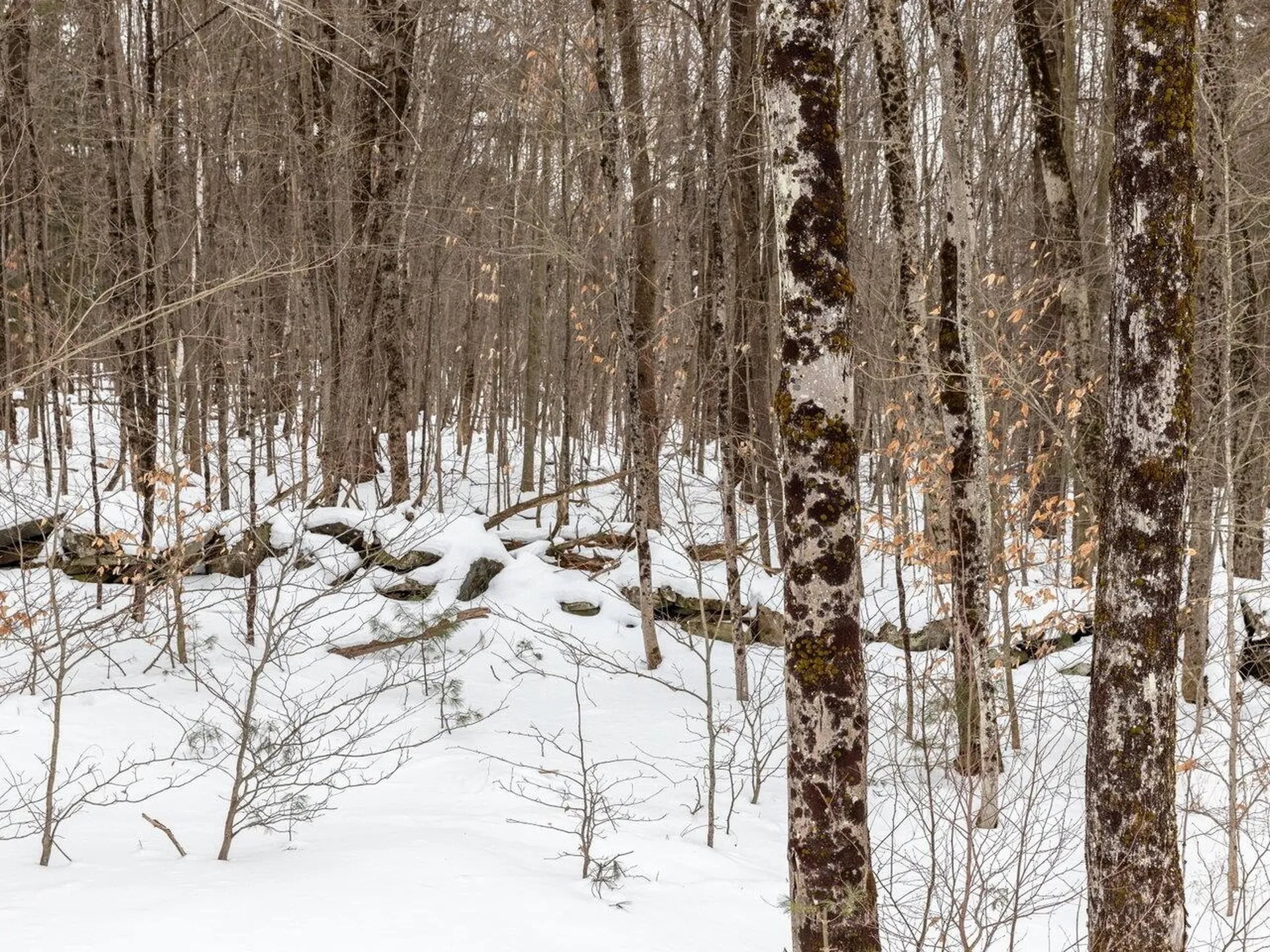 28 A Black Walnut Lane Jericho VT 05465