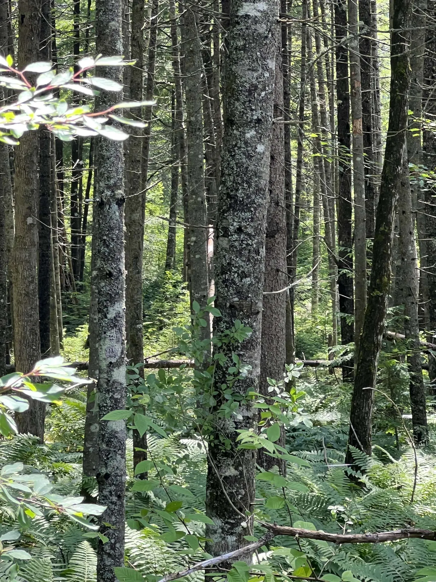 142 Mirror Lake Estates Drive Whitefield NH 03598