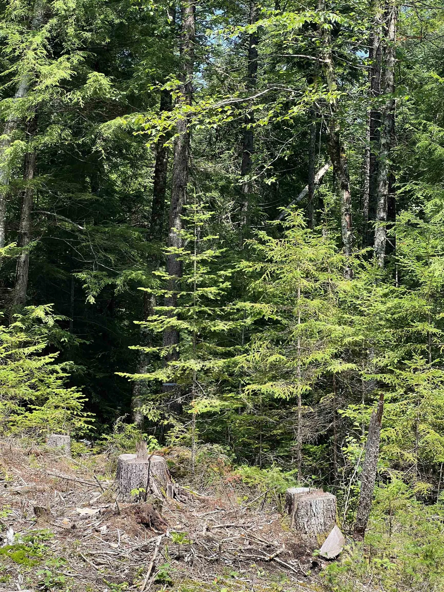 142 Mirror Lake Estates Drive Whitefield NH 03598