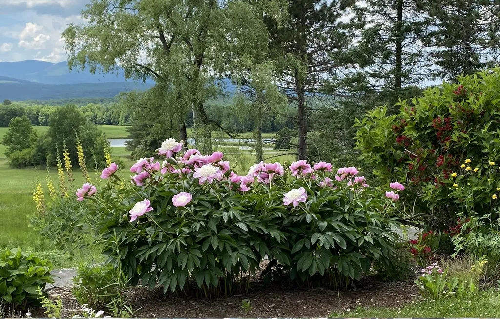787 Bliss Hill Road Morristown VT 05661