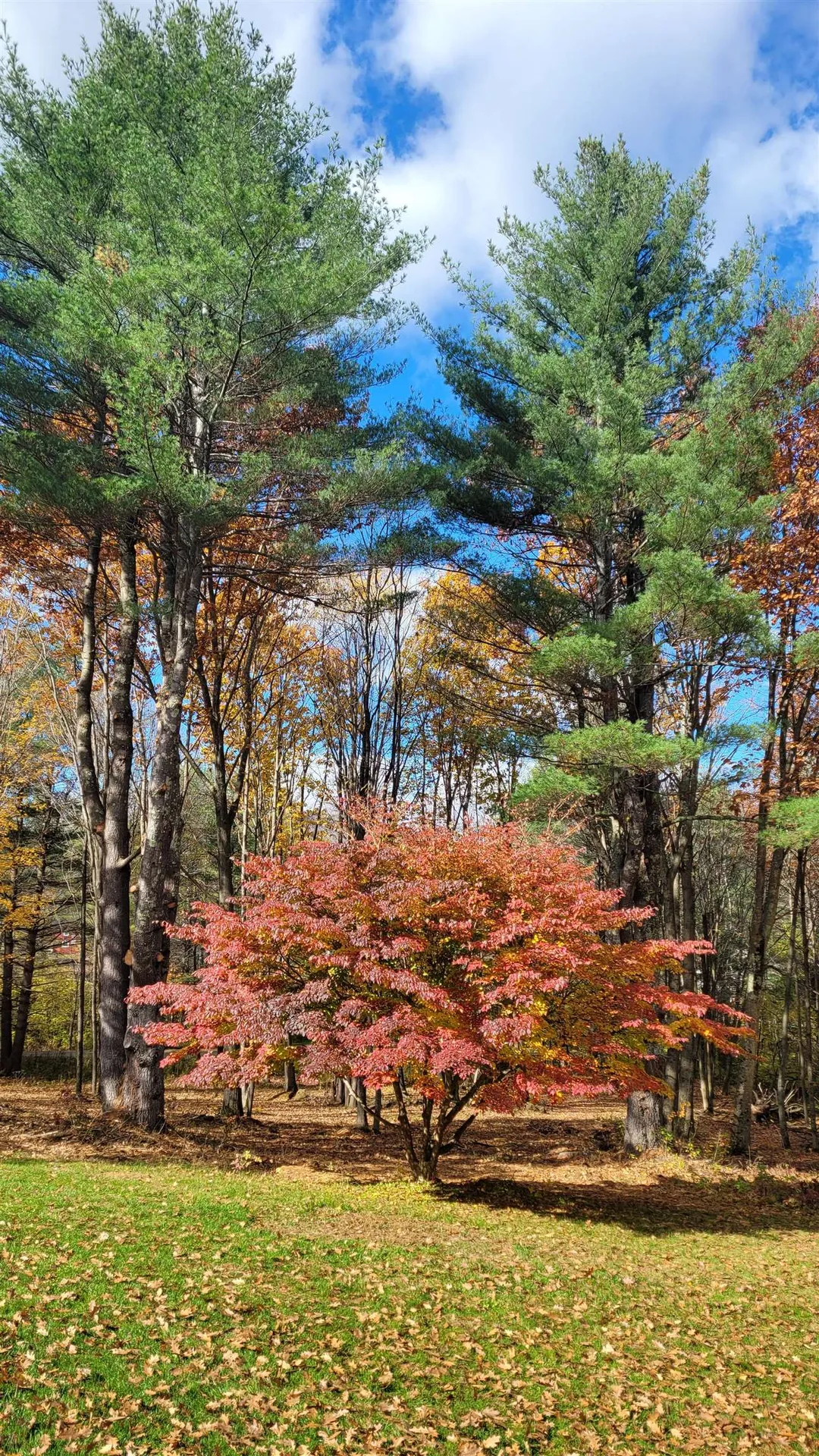 67 Coventry Lane Manchester VT 05255