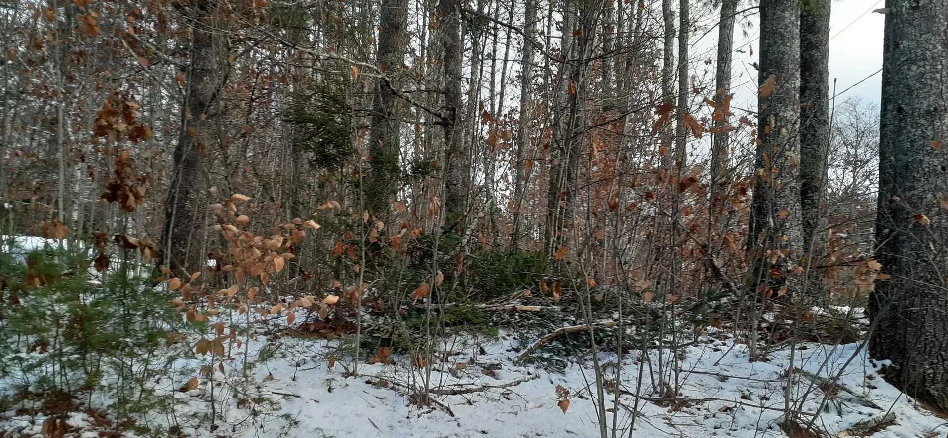 Lot 2 Mayhew Turnpike Bridgewater NH 03222