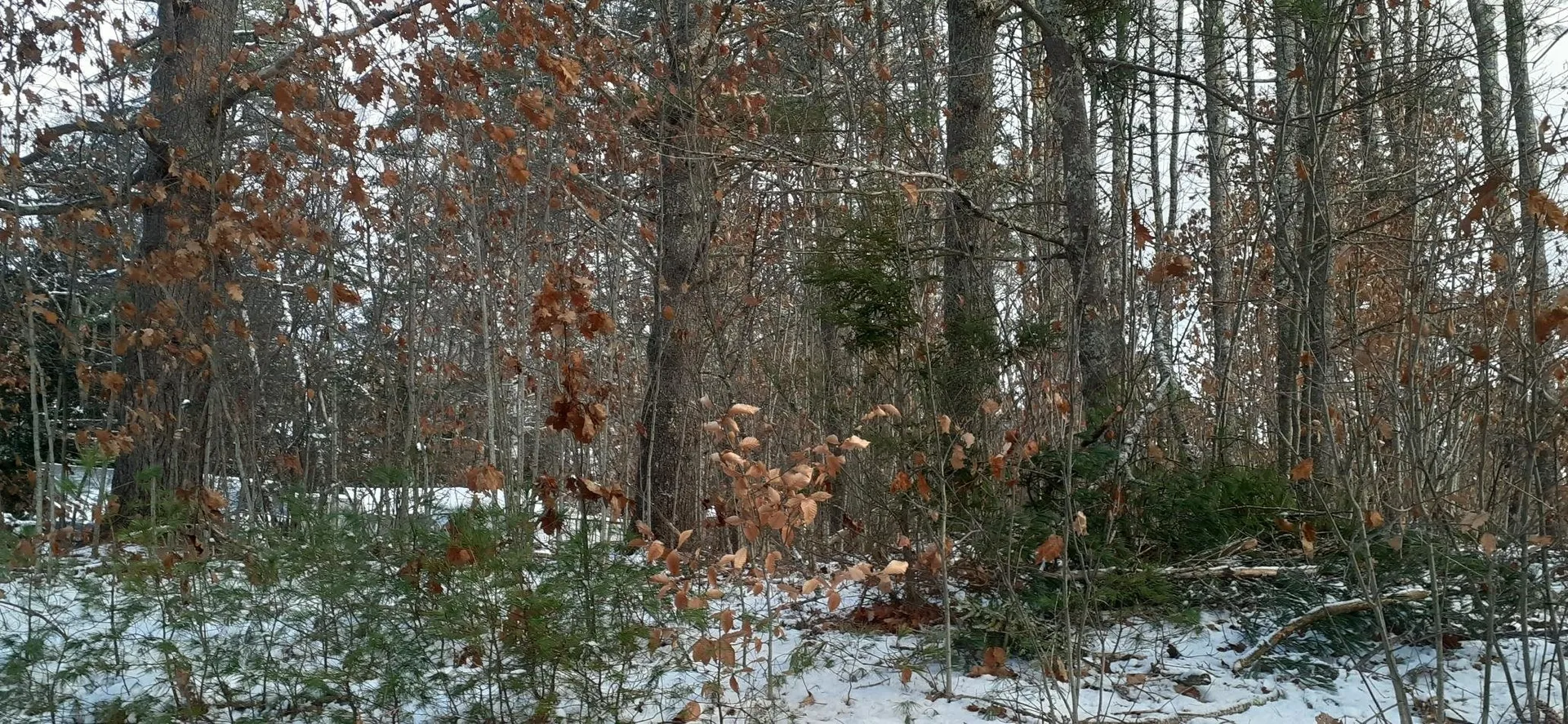 Lot 2 Mayhew Turnpike Bridgewater NH 03222