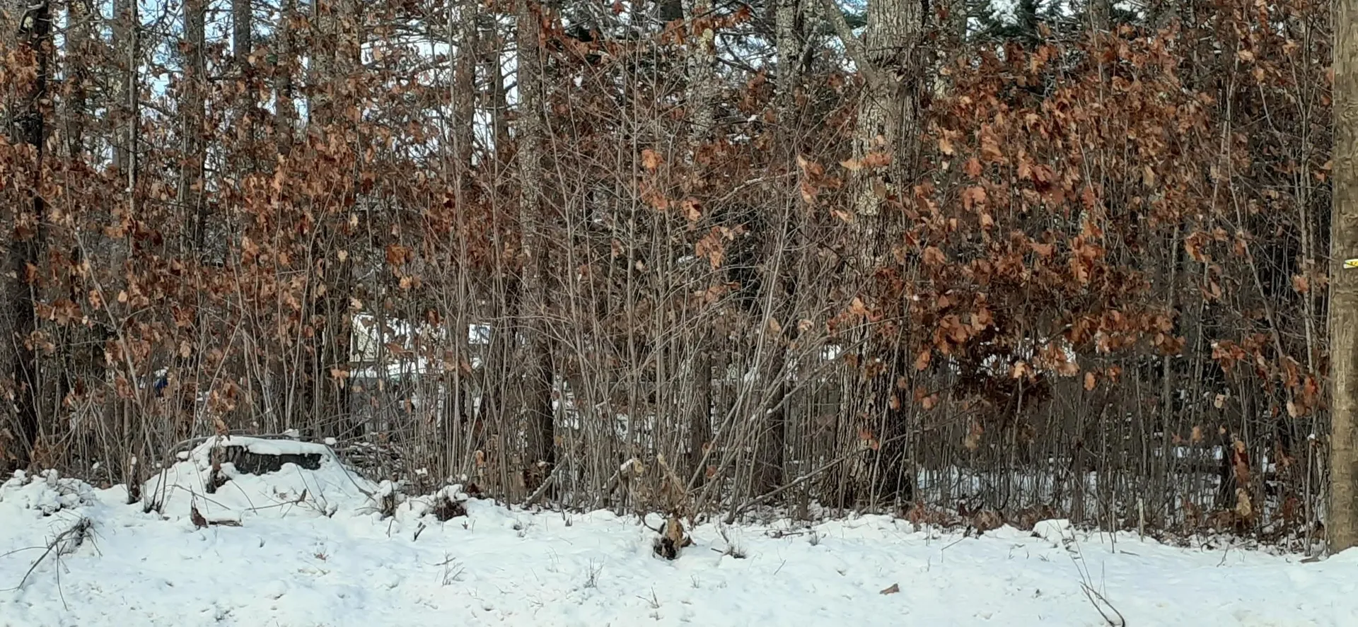 Lot 2 Mayhew Turnpike Bridgewater NH 03222