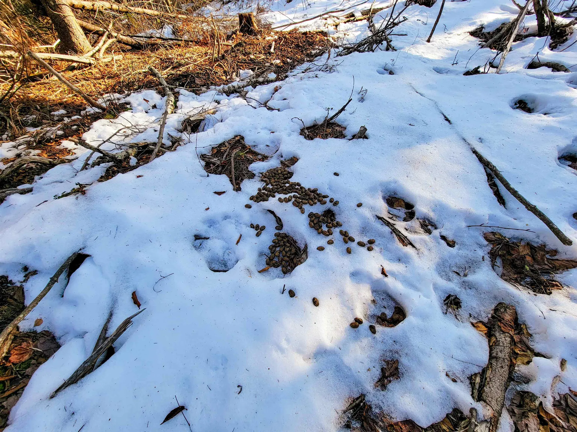 1659 Sims Hill Road Lemington VT 05903