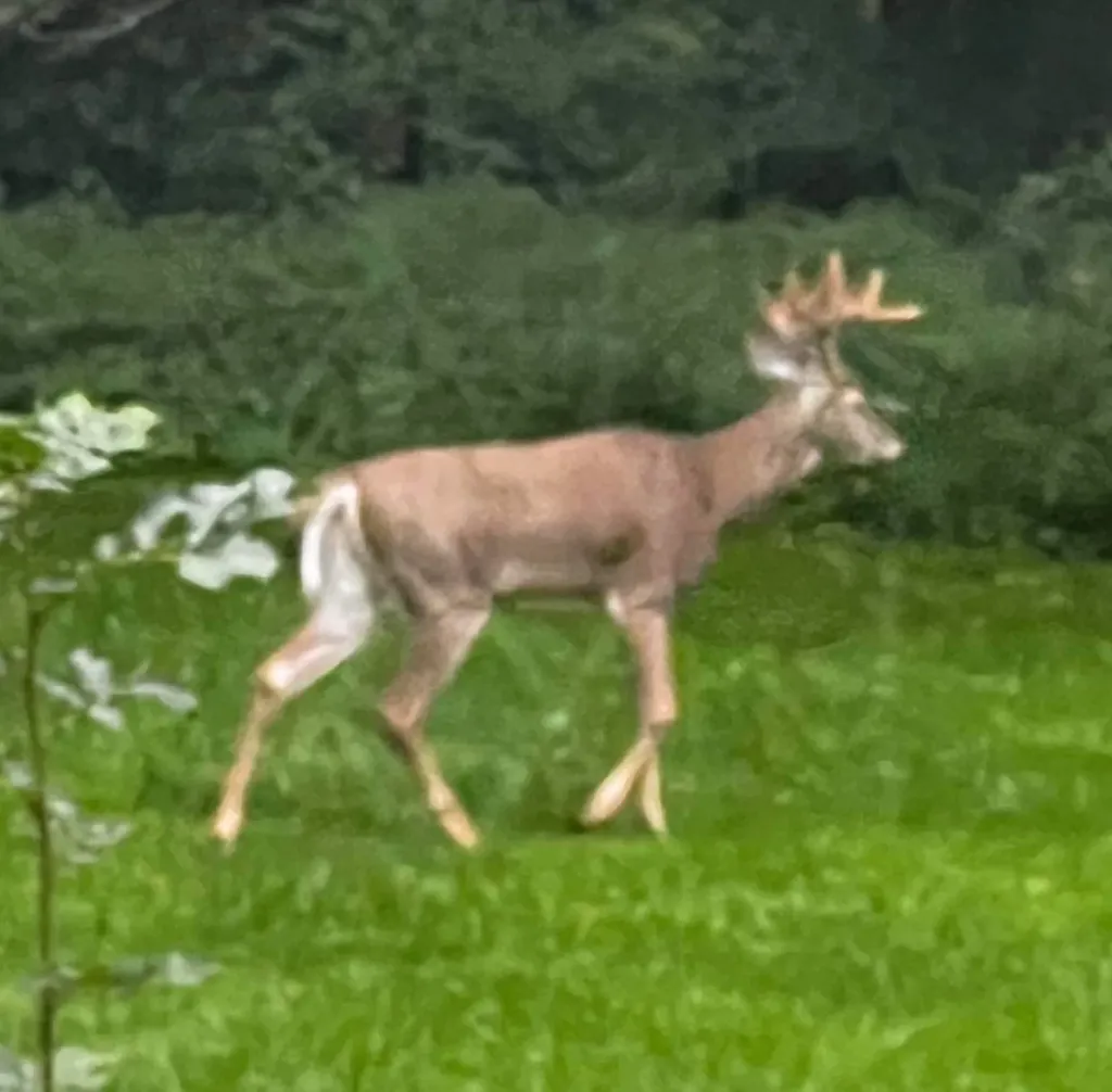 78 Hitchcock Road Pittsford VT 05763