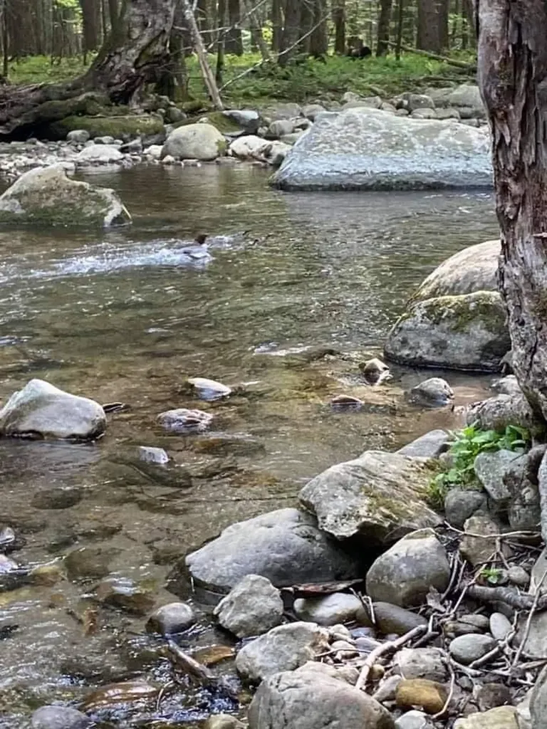 78 Hitchcock Road Pittsford VT 05763