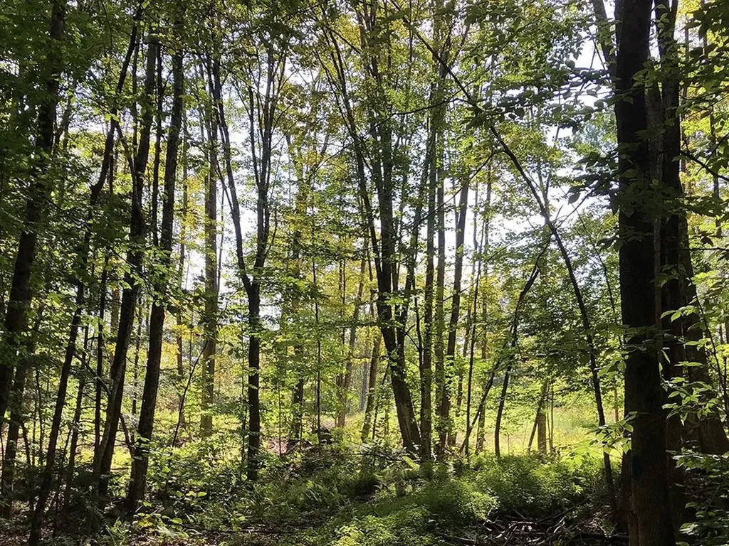 111 Gib Lockerby Road Grafton VT 05146