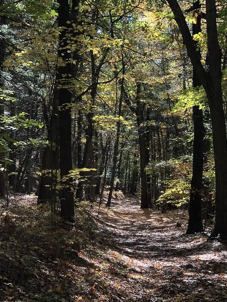 111 Gib Lockerby Road Grafton VT 05146