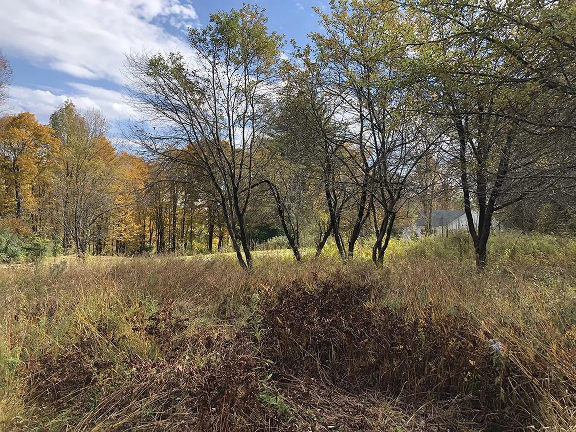 111 Gib Lockerby Road Grafton VT 05146