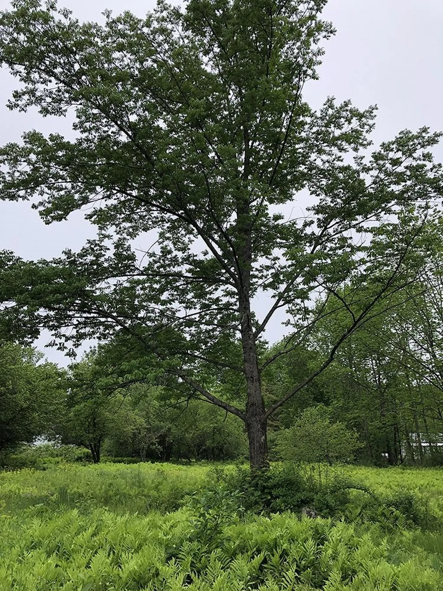 111 Gib Lockerby Road Grafton VT 05146