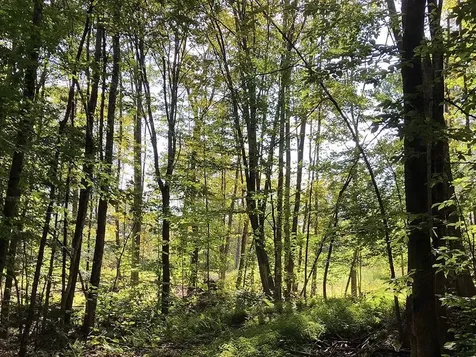 111 Gib Lockerby Road Grafton VT 05146