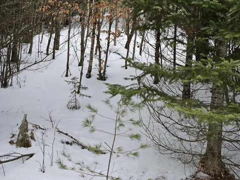 Lot 3 Jesse Lane Littleton NH 03561