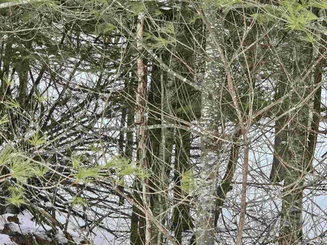 Lot 3 Jesse Lane Littleton NH 03561