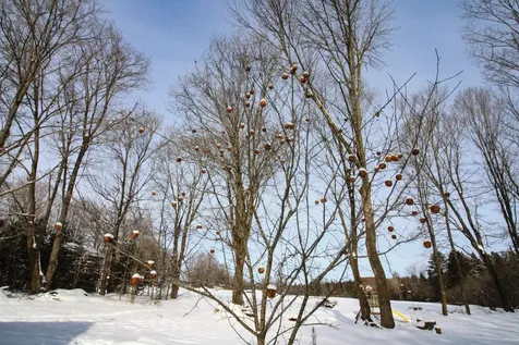 41 Burke Road Sutton VT 05867