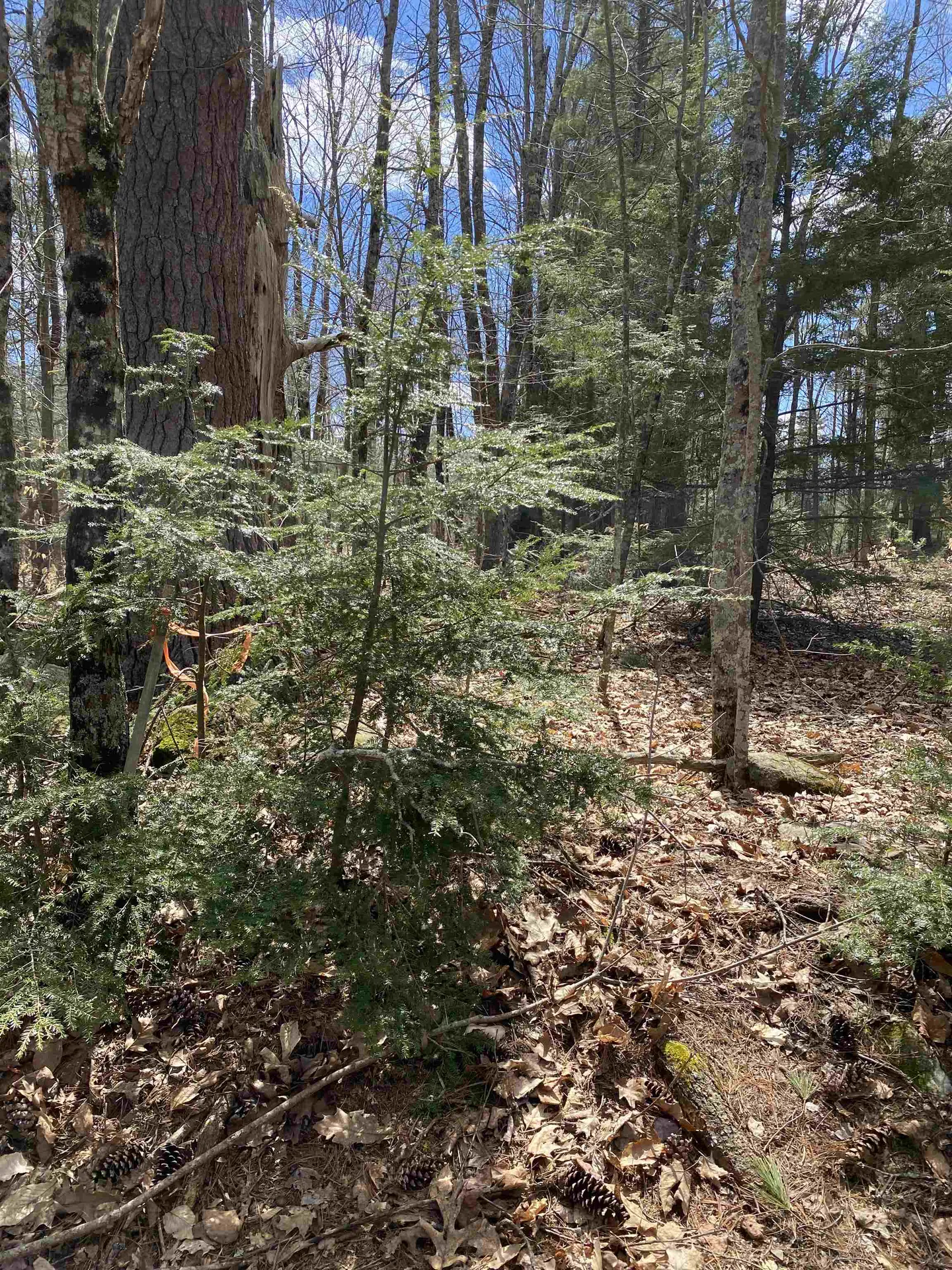 00 Dump Road Chester NH 03036