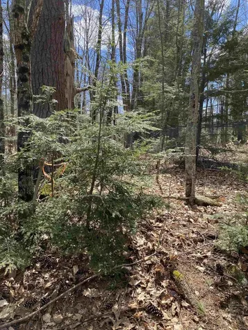 00 Dump Road Chester NH 03036