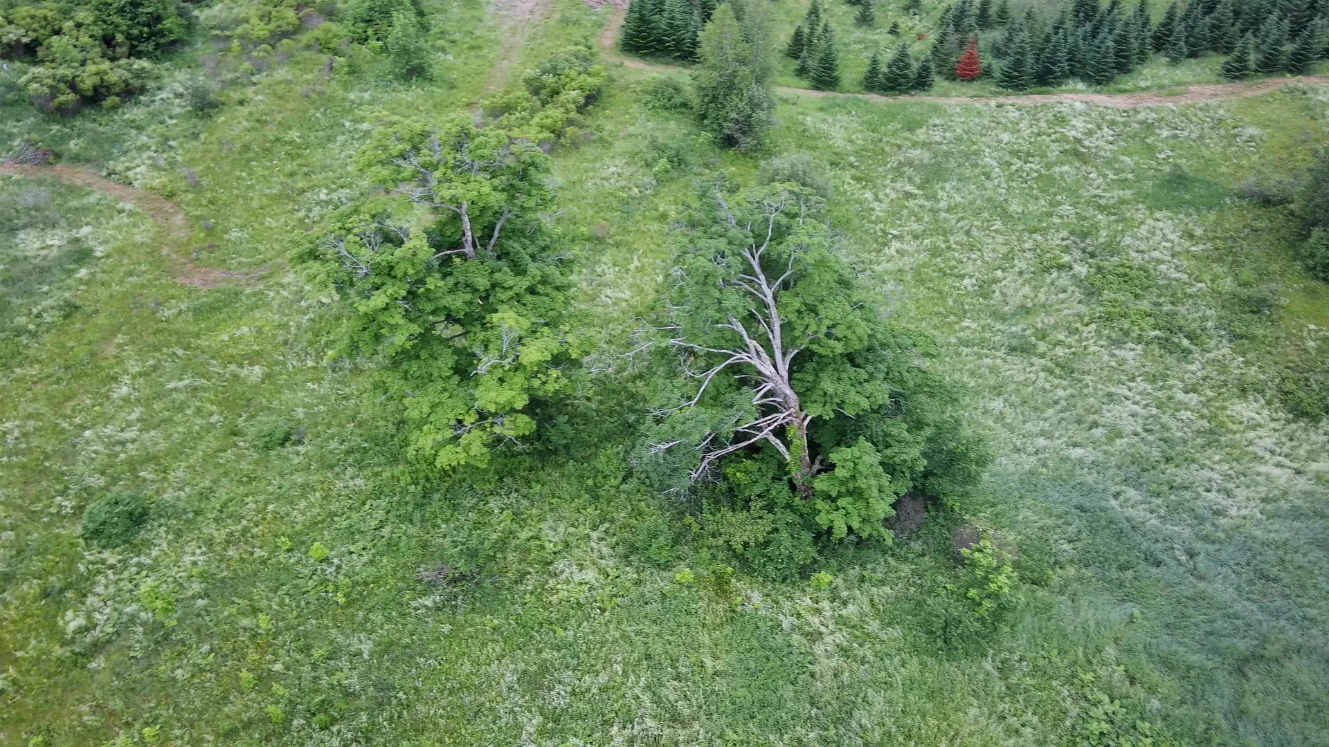 0 Lot 3 Emzaga Drive Williamstown VT 05679