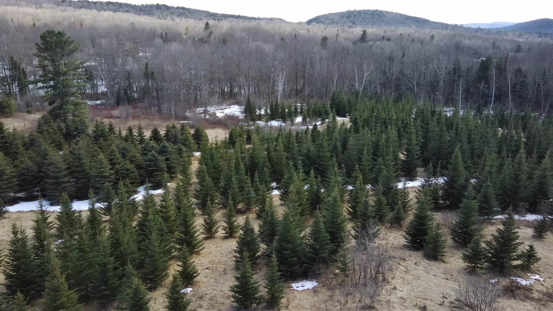 0 Lot 3 Emzaga Drive Williamstown VT 05679