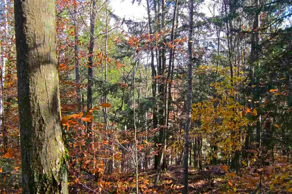 Lot 4 Echo View Drive Plymouth VT 05056