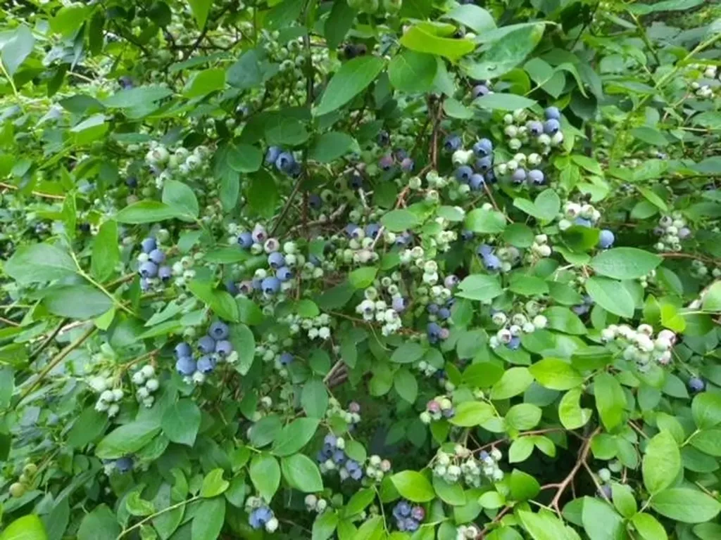 1328 Waterville Mountain Road Bakersfield VT 05441