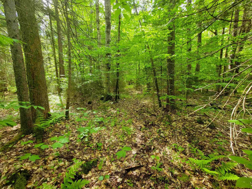 2100 Greendale Road Mount Holly VT 05730