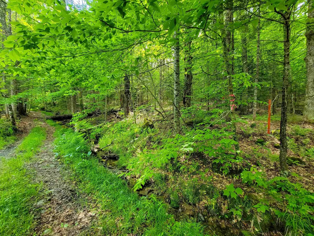 2100 Greendale Road Mount Holly VT 05730