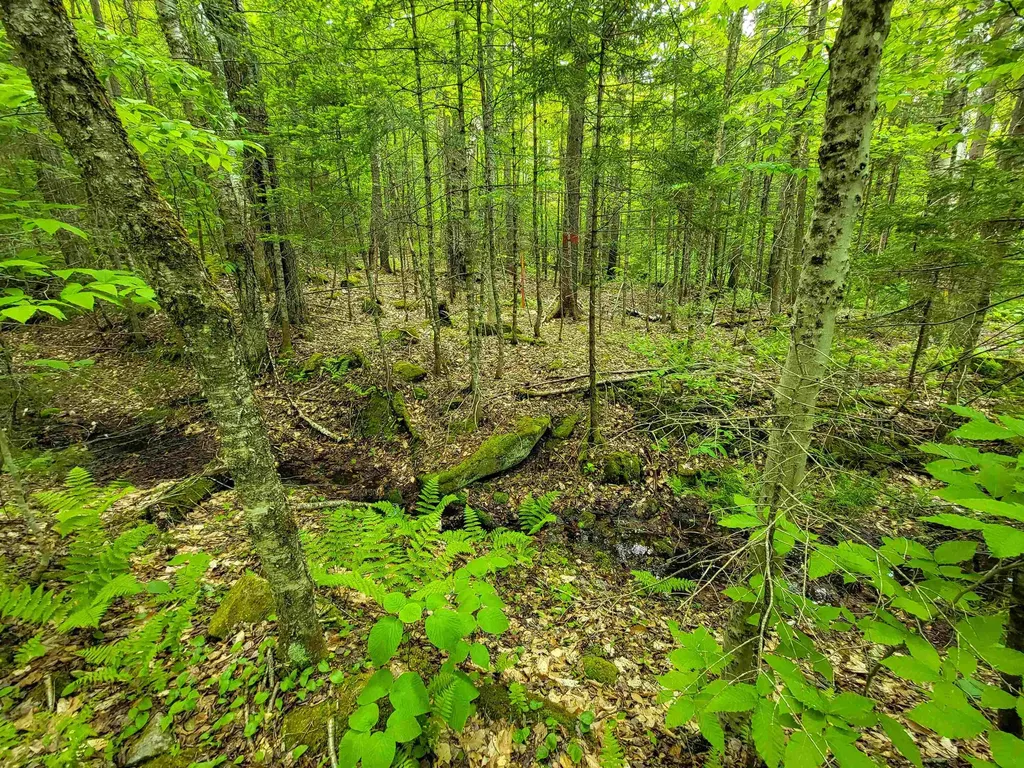 2100 Greendale Road Mount Holly VT 05730